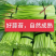 精品蒜薹主做电商一件代发