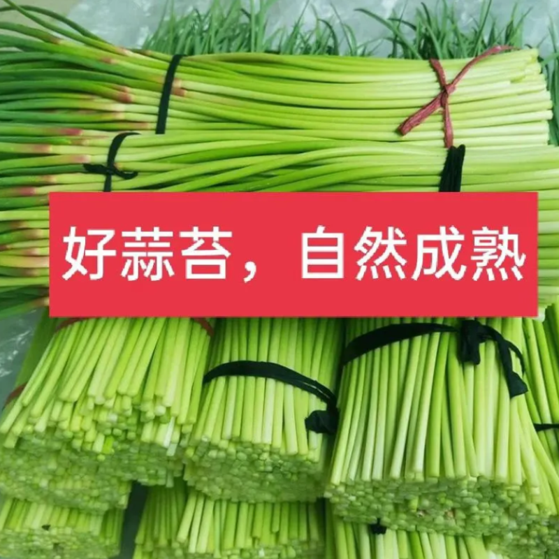 精品蒜薹主做电商一件代发