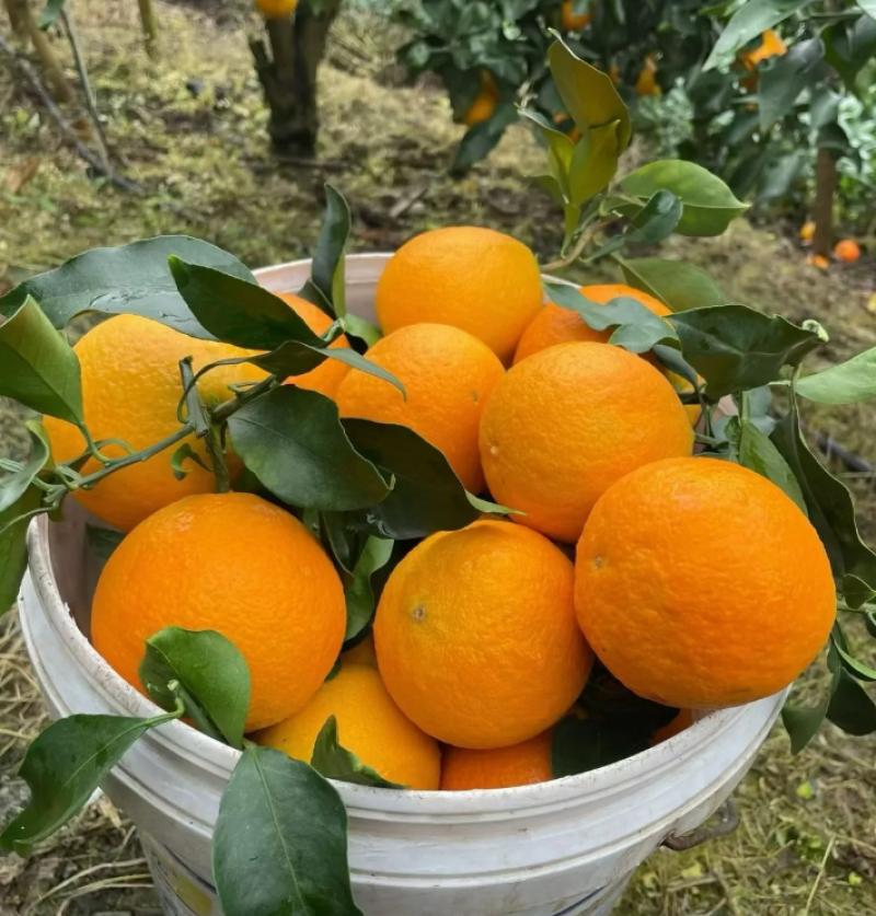 精品爱媛果冻橙一级果电商一件代发