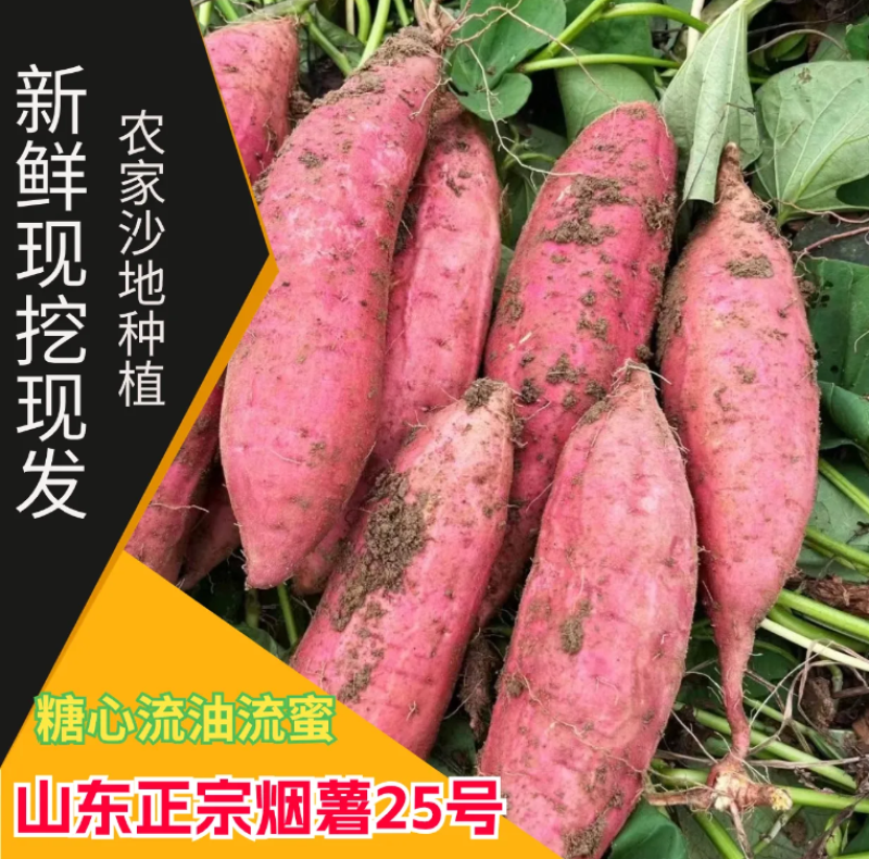 烟薯25正品各类薯类一件代发