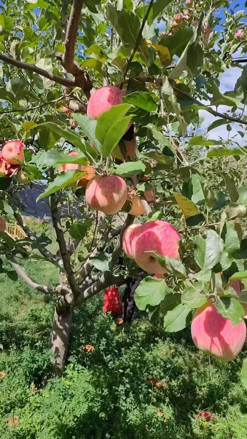 【热卖中】甘肃红富士苹果产地直发一条龙服务量大从优批发