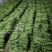 大扁芸豆，保质保量，货源充足，实力代办，价格实惠，