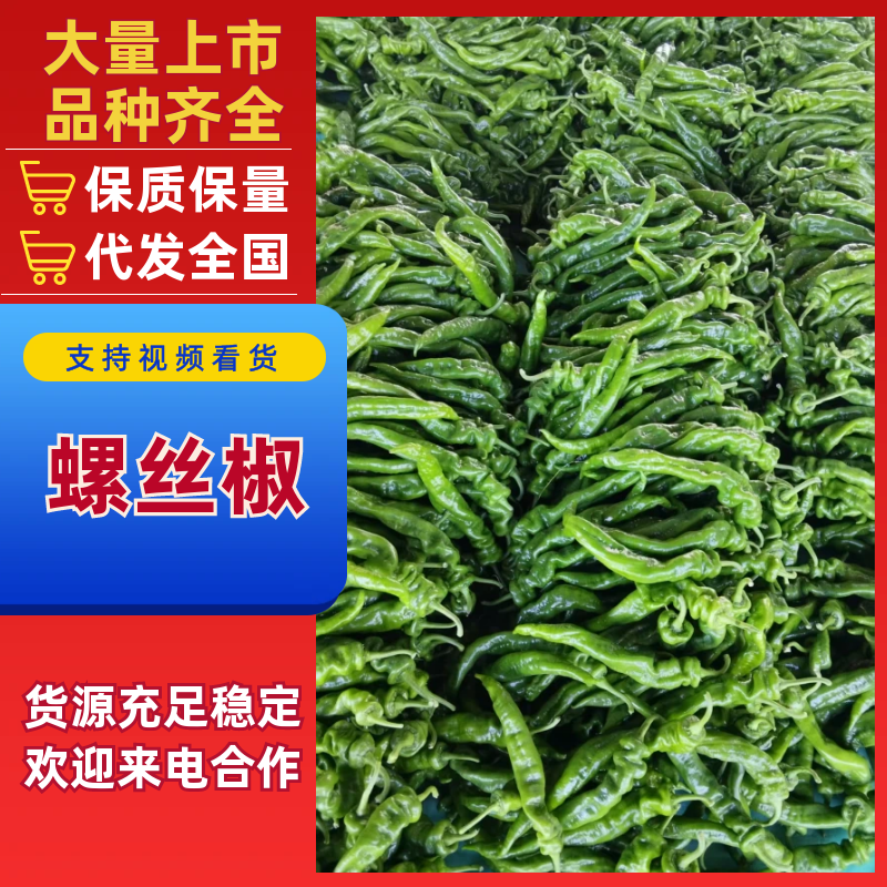 【产地批发】山东精品螺丝椒基地批发物美价廉品质保证