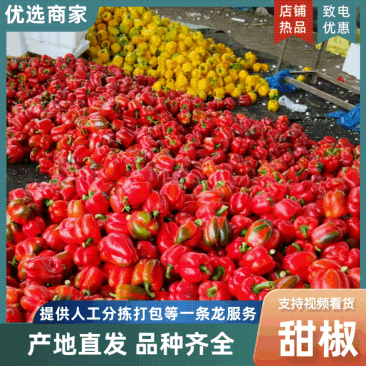 【诚信为本】山东聊城莘县红彩椒大量供应品质保证物美价