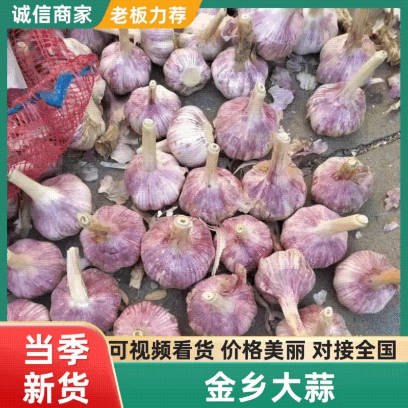 金乡大蒜紫皮大蒜一手货源，常年代收代存，按需包装