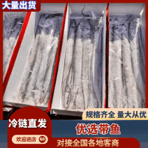 钓带，舟山带鱼品牌助力一手货源，各种型号，全国冷链发货。