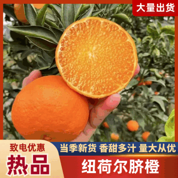 橙子纽荷尔脐橙九月虹血橙伦晚产地批发货源充足