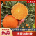 橙子纽荷尔脐橙九月虹血橙伦晚产地批发货源充足