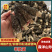热卖急出羊肚菌精选羊肚菌7-15规格肉厚，丙白，颜色黑