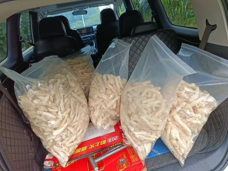 织金清香型竹荪营养美味新鲜采摘欢迎选购