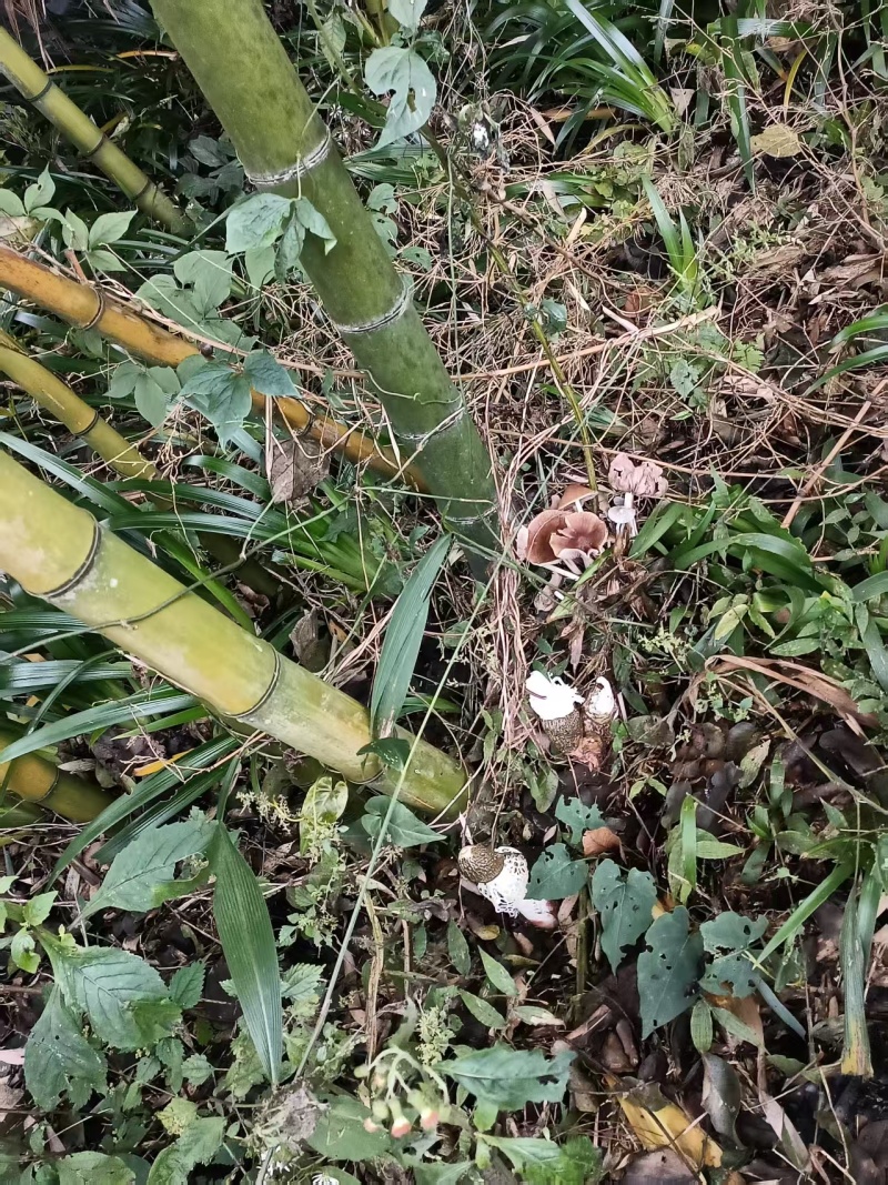织金清香型竹荪营养美味新鲜采摘欢迎选购