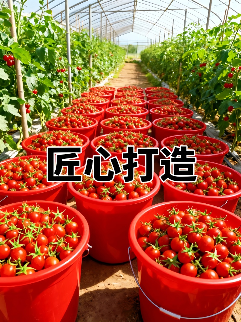 山东平度圣女果，自然成熟酸甜多汁产地直发新鲜