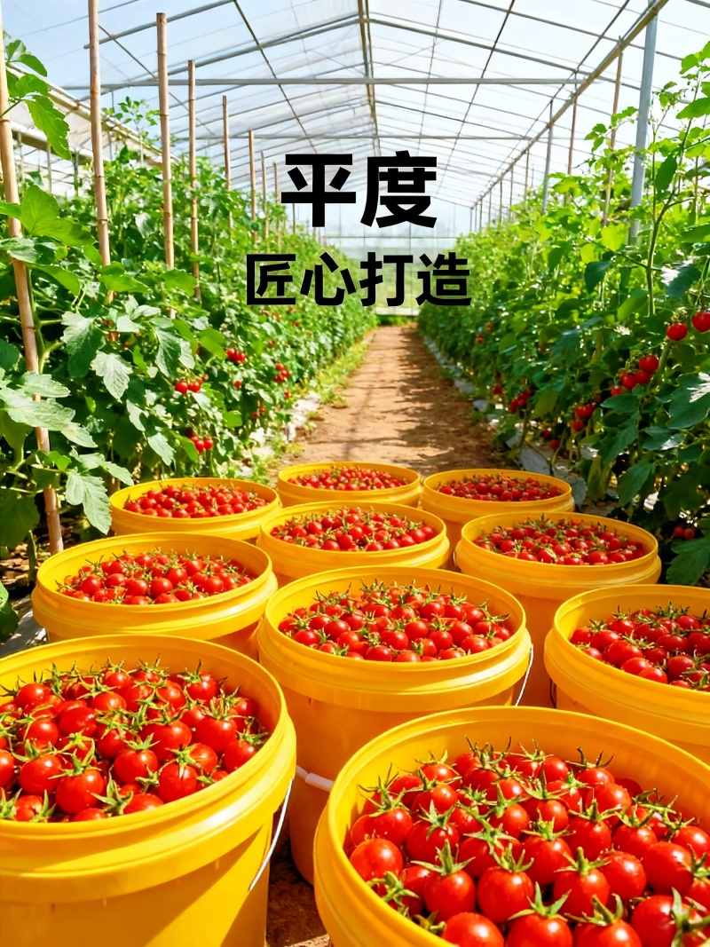 山东平度圣女果，自然成熟酸甜多汁产地直发新鲜