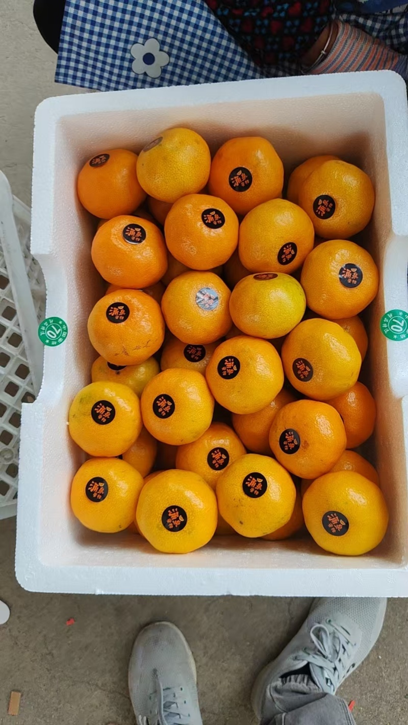 蜜桔、蜜橘、涌泉蜜橘大量有货，产地直发，可视频看货