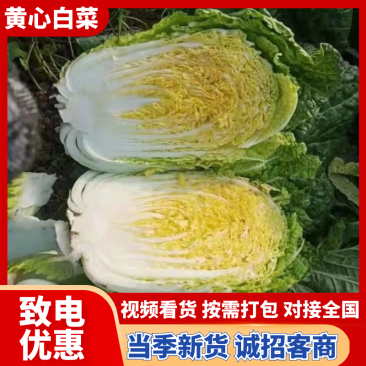 湖北黄心大白菜。一手货源产地直发质量保证欢迎致电