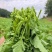 富硒油菜苔蔬菜叶菜油菜苔基地现摘现发价格实惠运输便利