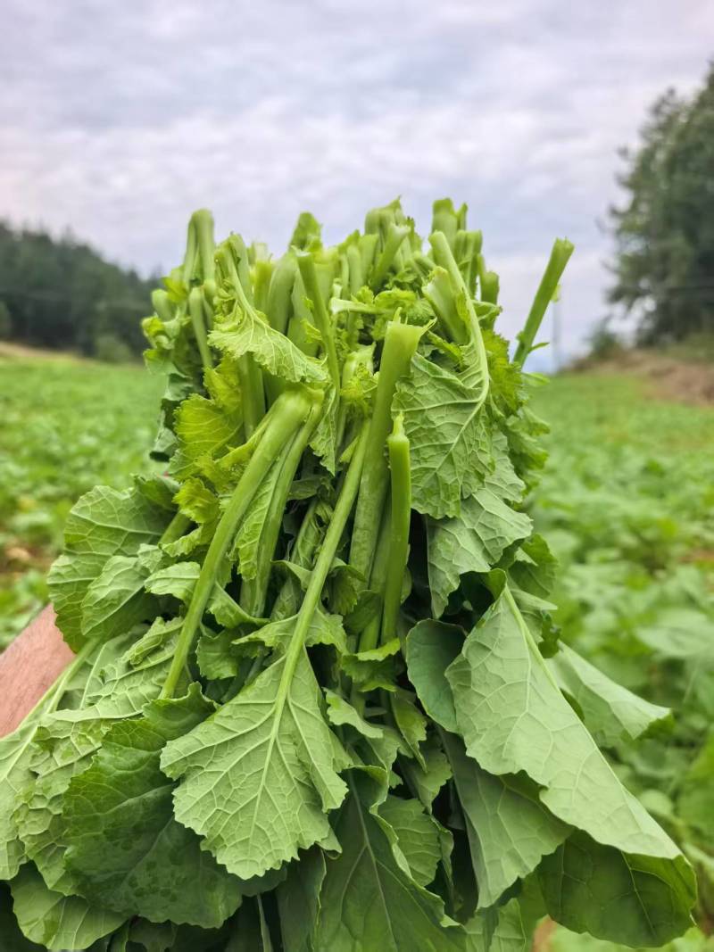 富硒油菜苔蔬菜叶菜油菜苔基地现摘现发价格实惠运输便利