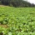 富硒油菜苔蔬菜叶菜油菜苔基地现摘现发价格实惠运输便利