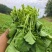 富硒油菜苔蔬菜叶菜油菜苔基地现摘现发价格实惠运输便利