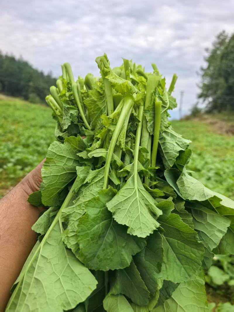 富硒油菜苔蔬菜叶菜油菜苔基地现摘现发价格实惠运输便利
