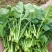 富硒油菜苔蔬菜叶菜油菜苔基地现摘现发价格实惠运输便利