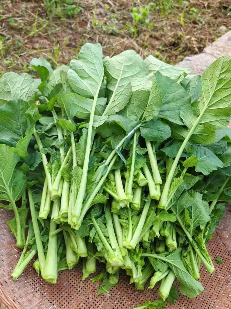 富硒油菜苔蔬菜叶菜油菜苔基地现摘现发价格实惠运输便利