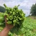 菜苔油菜苔富硒油菜苔产地现摘现发价格实惠新鲜欢迎来电