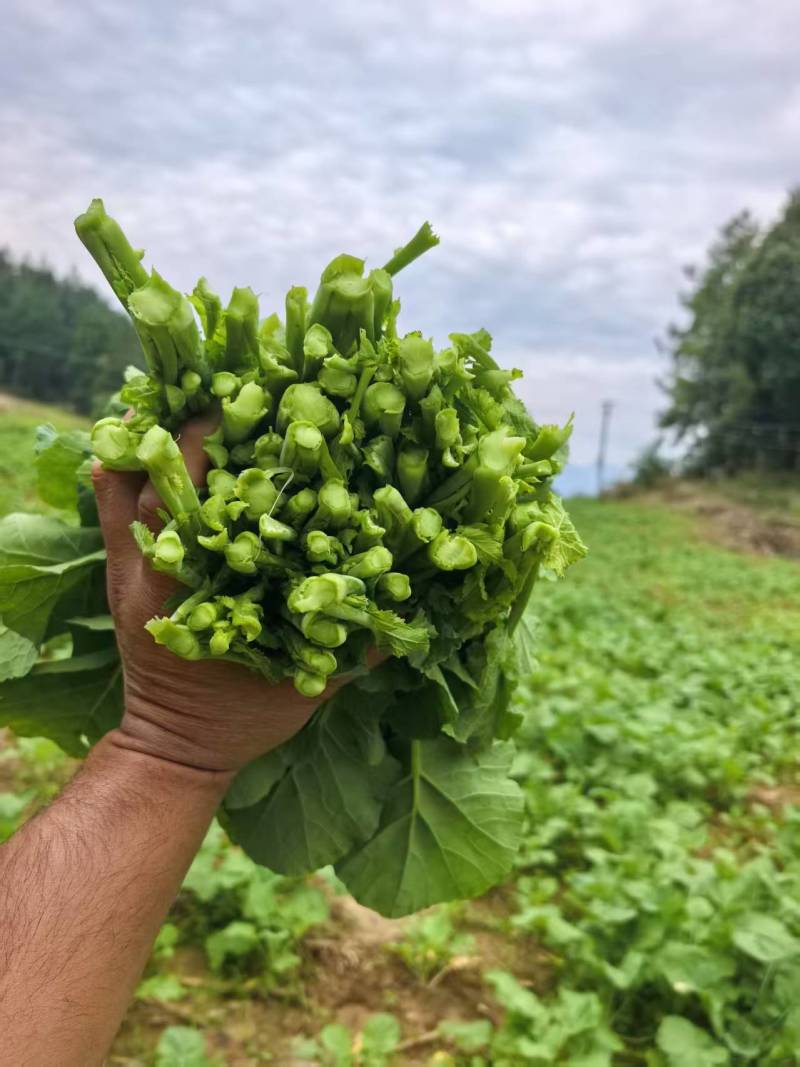 菜苔油菜苔富硒油菜苔产地现摘现发价格实惠新鲜欢迎来电