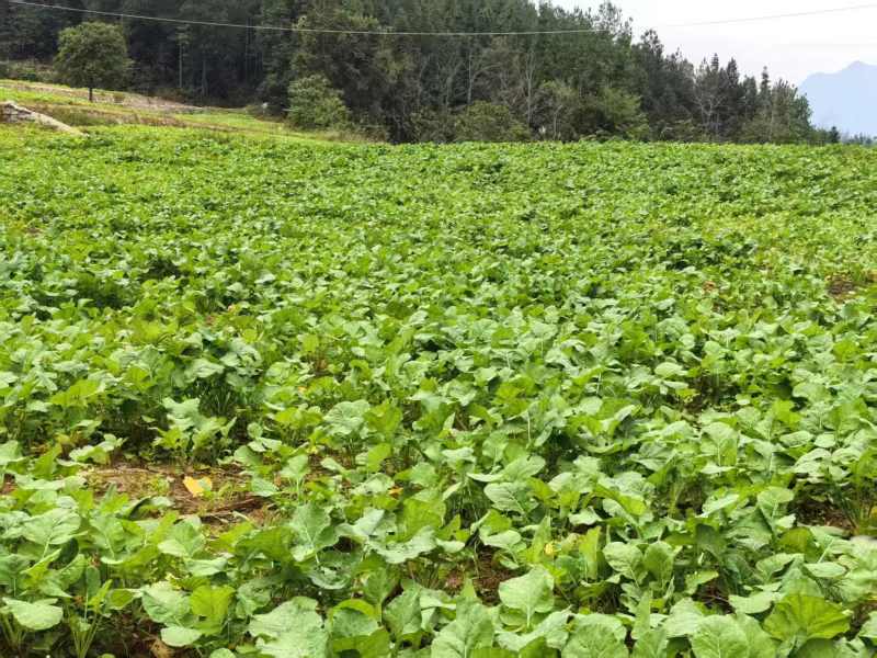 菜苔油菜苔富硒油菜苔产地现摘现发价格实惠新鲜欢迎来电