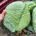 精品莲花白，圆包菜甘蓝大量有货，对接全国市场一手货源