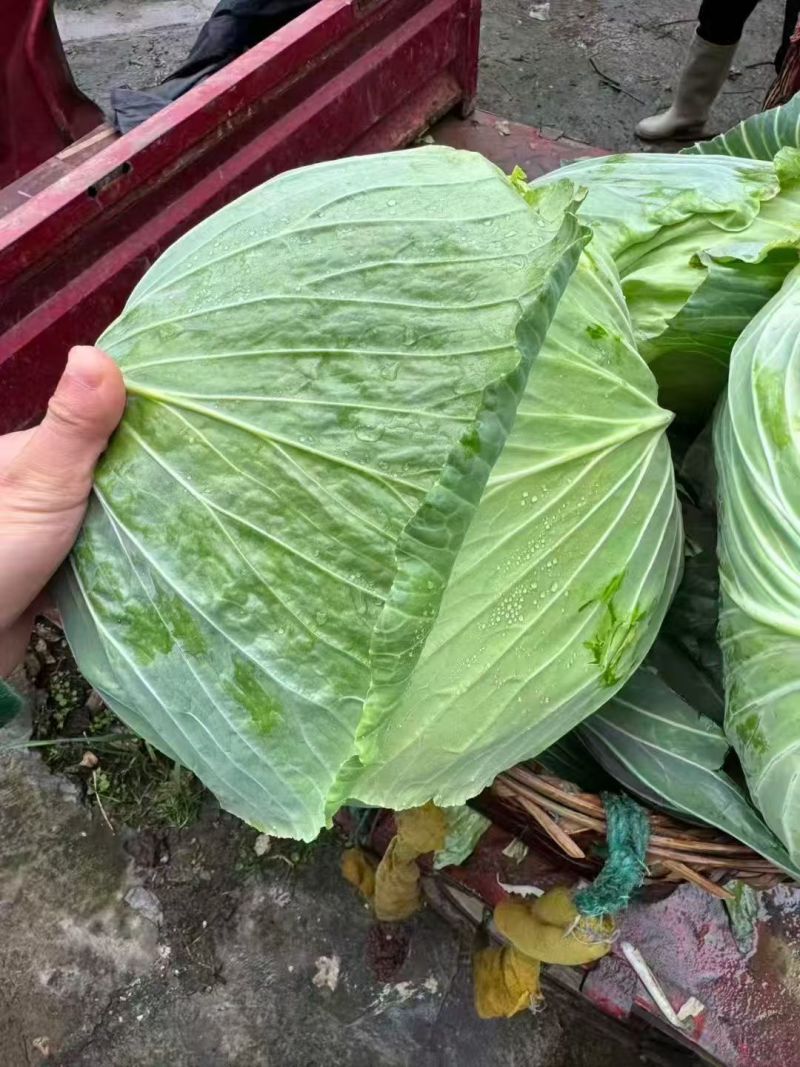 精品莲花白，圆包菜甘蓝大量有货，对接全国市场一手货源