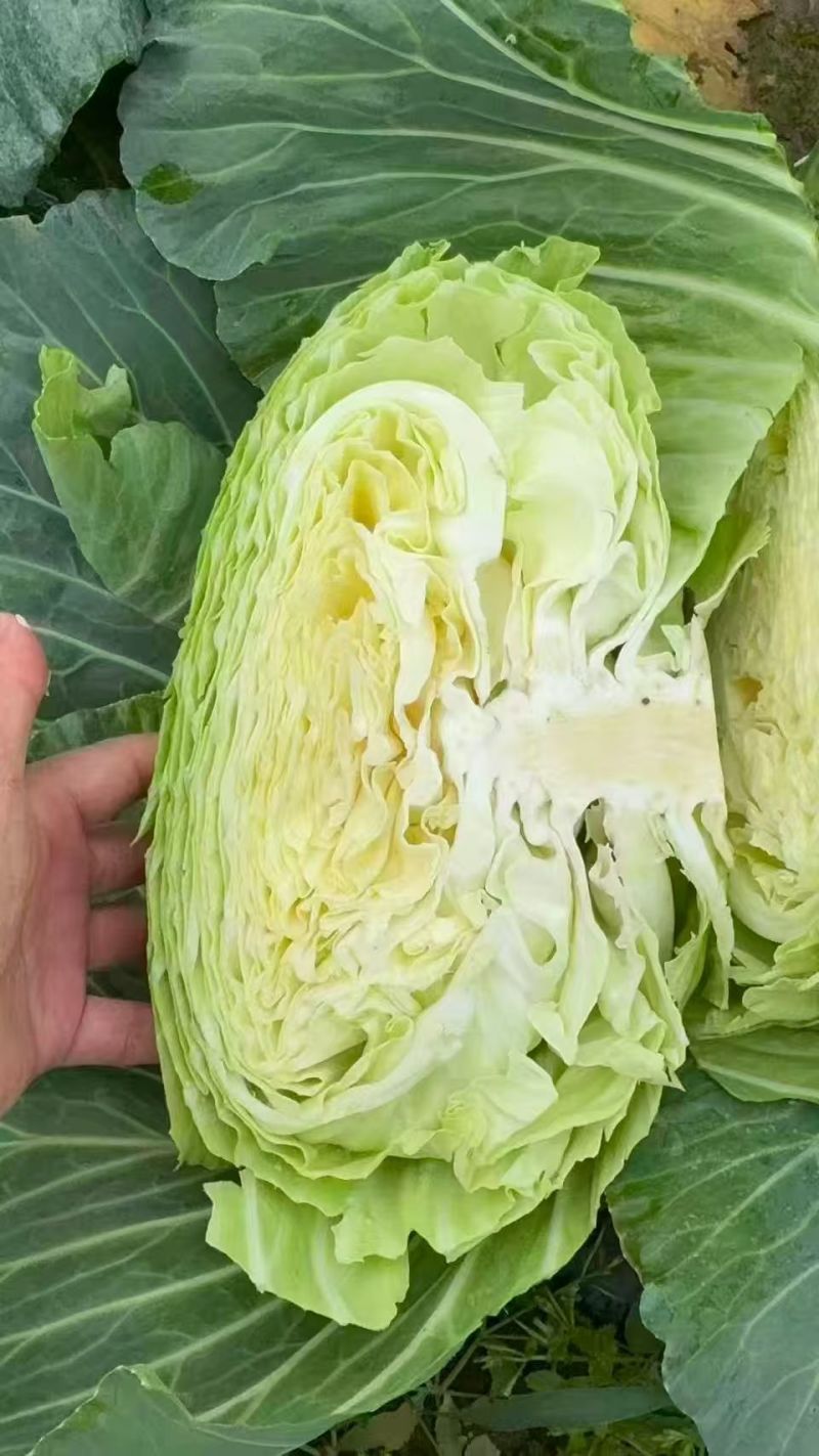 精品莲花白，圆包菜甘蓝大量有货，对接全国市场一手货源