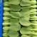 山东菏泽上海青货源稳定大量供货诚信经营全国直发等您来电