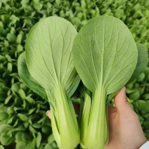 山东菏泽上海青货源稳定大量供货诚信经营全国直发等您来电