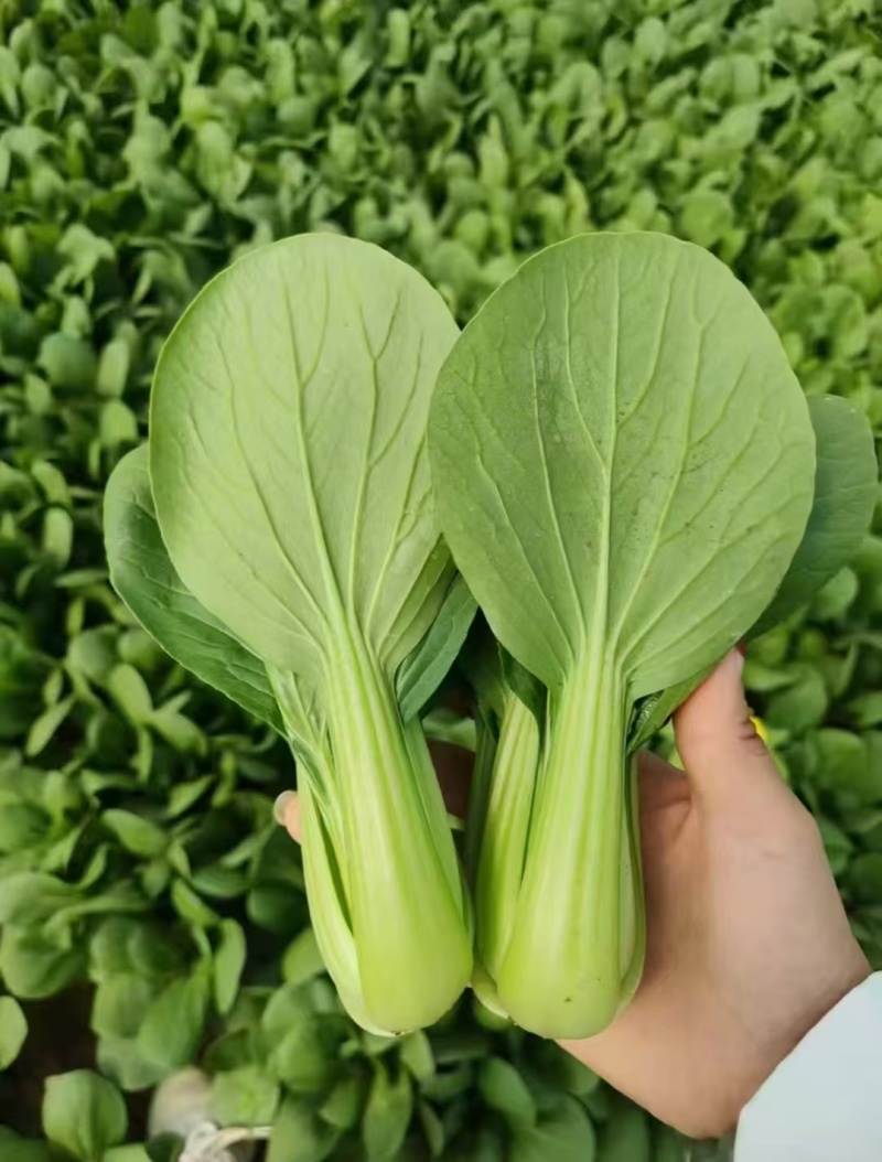 山东菏泽上海青货源稳定大量供货诚信经营全国直发等您来电