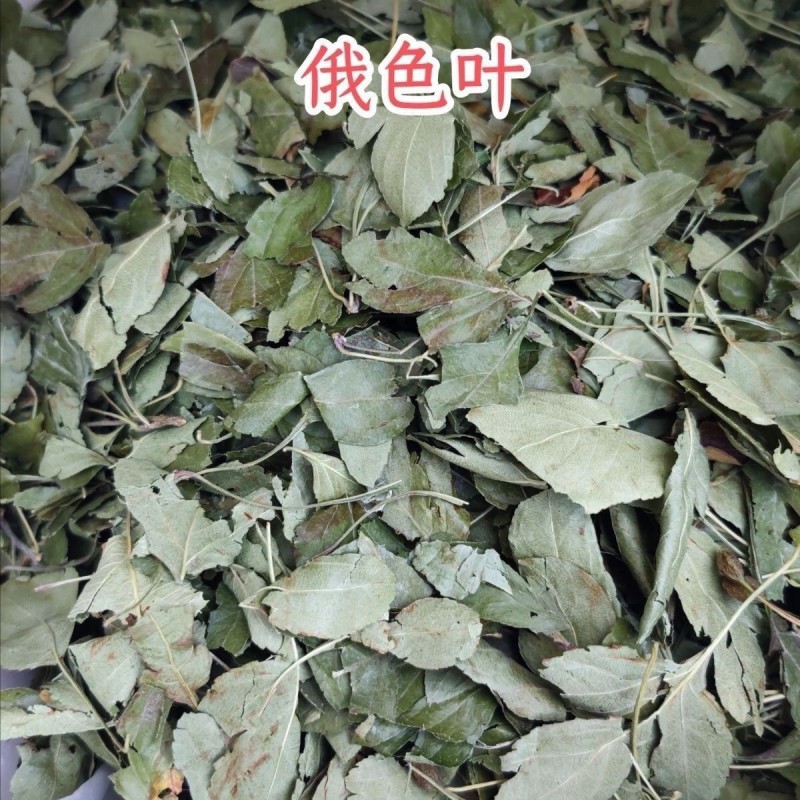 俄色叶西藏俄色叶冷背药材变叶海棠俄色叶海棠