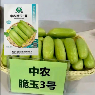 中农脆玉3号水果黄瓜种子春秋温室越冬高产脆甜北京农科