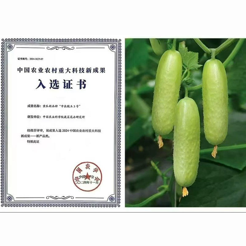 中农脆玉3号水果黄瓜种子春秋温室越冬高产脆甜北京农科