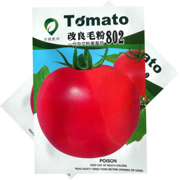 改良毛粉802粉果番茄种子杂交抗病中早熟大棚露地两用型