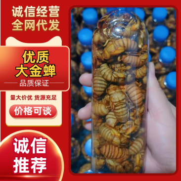 【招牌】山东优质金蝉养殖基地直发可对接商超饭店
