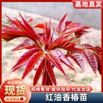 【优质】山东优质红油香椿苗基地直发根系发达
