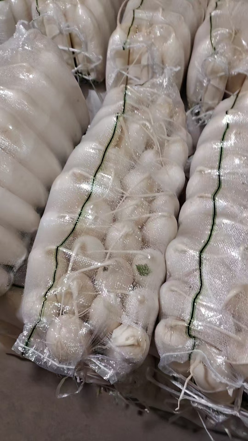 河北白萝卜基地直发品质保证支持视频看货选货欢迎来电