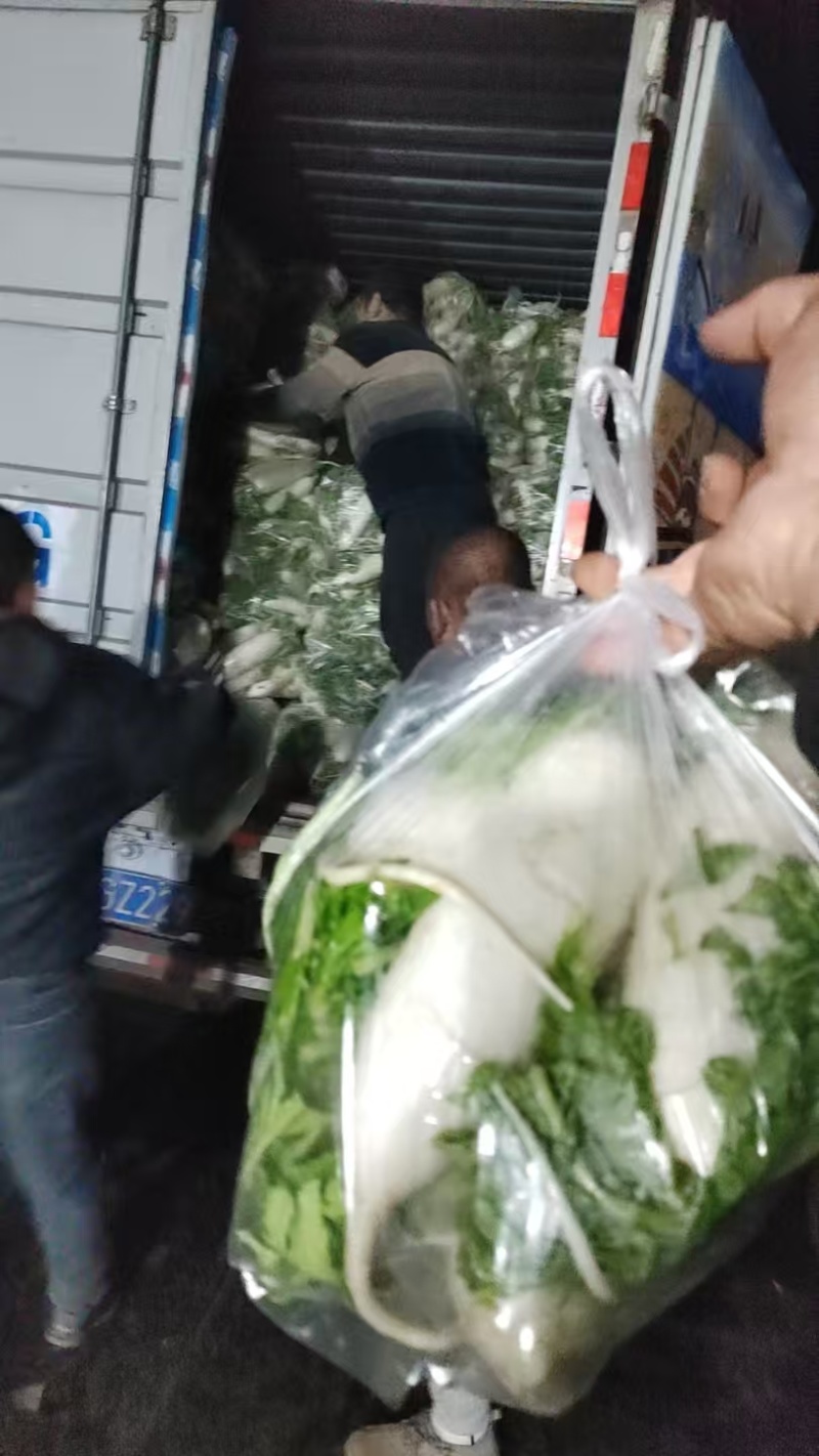 河北白萝卜基地直发品质保证支持视频看货选货欢迎来电