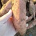 青岛西瓜红，精品红薯西瓜红，大量新鲜现货速发，保质保量