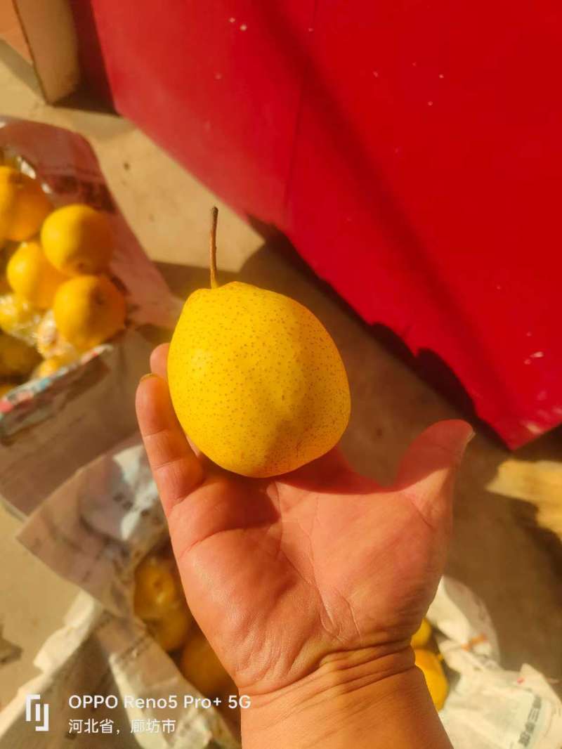 雪花鸭梨基地直发货源充足量大从优物美价廉