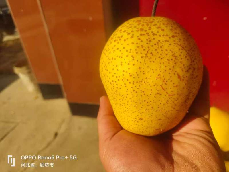 雪花鸭梨基地直发货源充足量大从优物美价廉