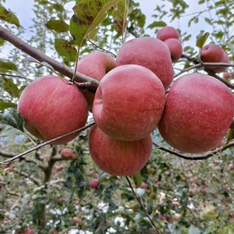 苹果丑苹果皮薄多汁甜脆可口新鲜采摘支持一件代发电商