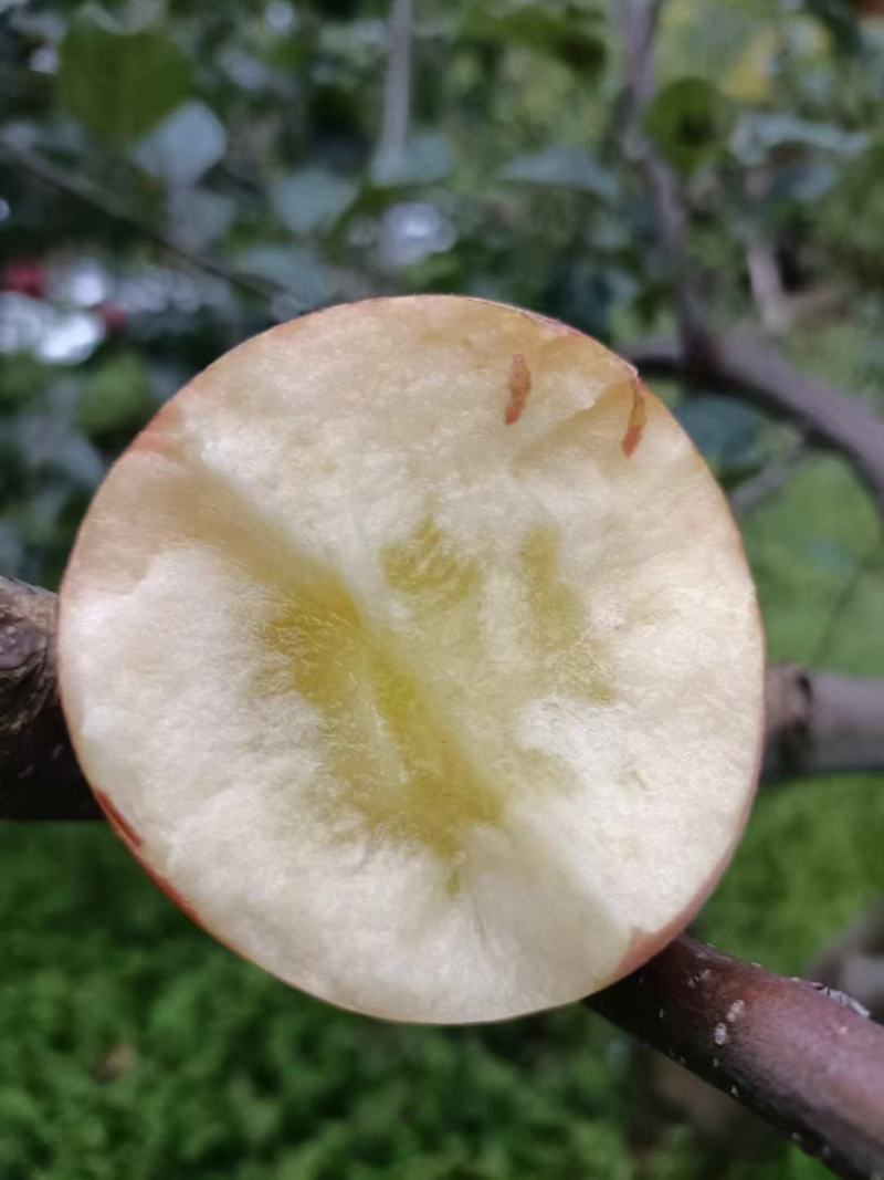 苹果丑苹果皮薄多汁甜脆可口新鲜采摘支持一件代发电商