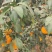 红美人【红美人蜜桔】柑桔代办规格齐全，欢迎前来采购