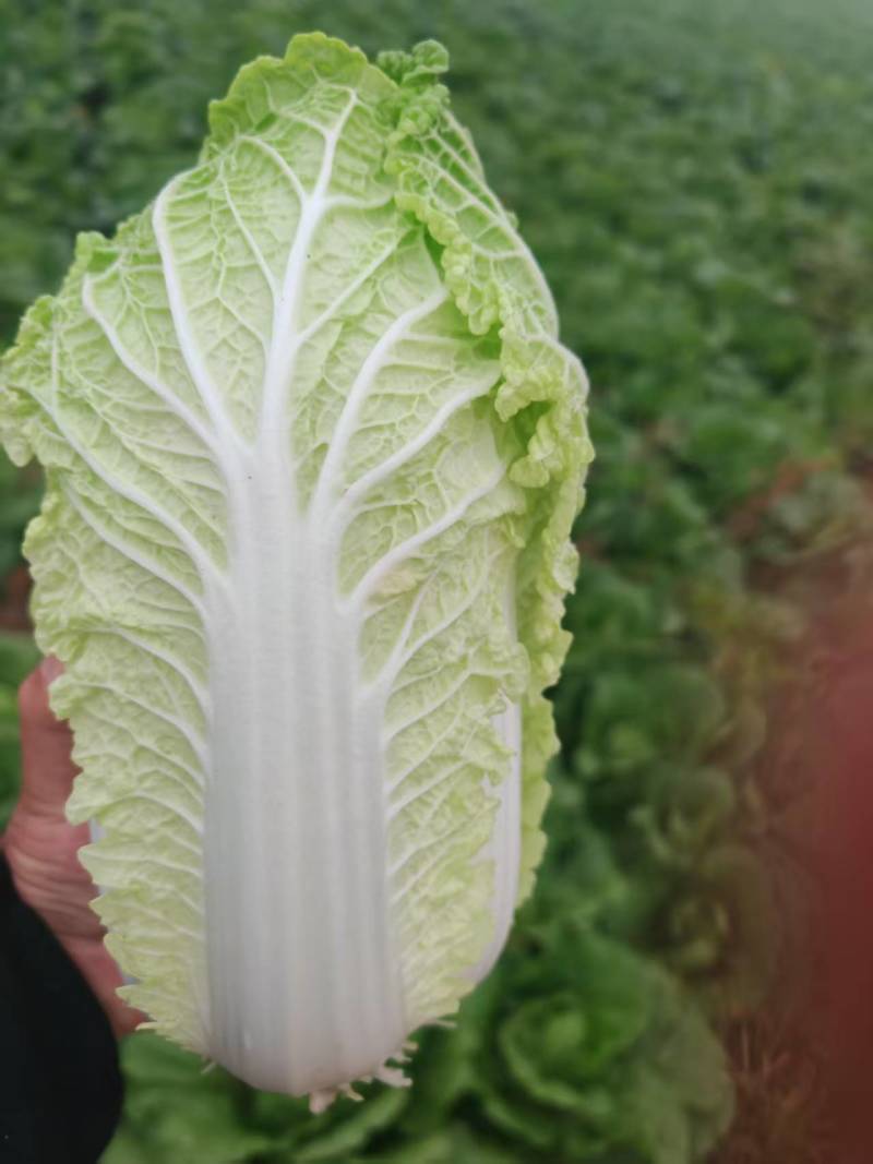 实力货源黄心白菜大娃娃菜千亩基地量大从优